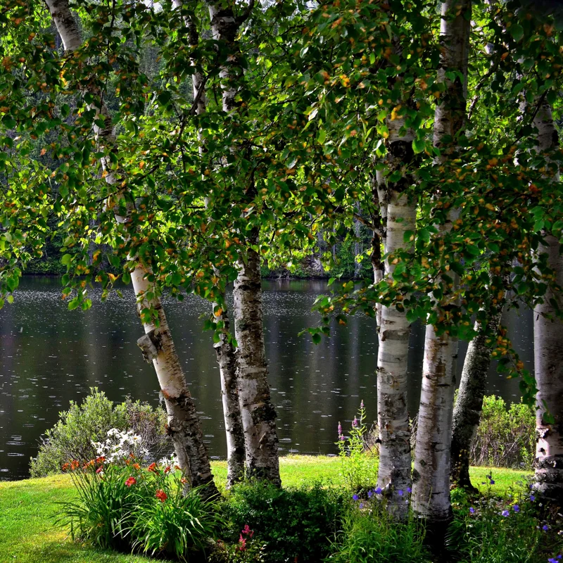River Birch Tree Live Plant From 12 To 14 Inches Tall, Birch Tree Live In Pot, River Birch Tree, Live Tree For Outdoor Planting