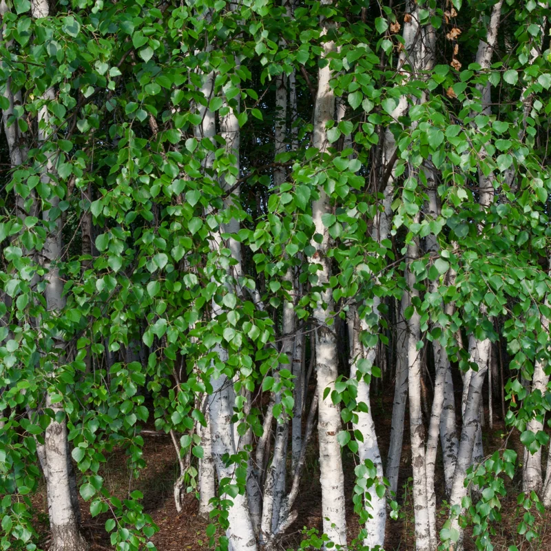 River Birch Tree Live Plant From 12 To 14 Inches Tall, Birch Tree Live In Pot, River Birch Tree, Live Tree For Outdoor Planting