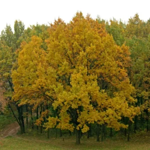 Live Oak Tree, Oak Tree From 1 Feet Tall 4 Inches Potted, Oak Shrubs For Planting Outdoors