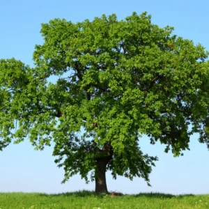 Live Oak Tree, Oak Tree From 1 Feet Tall 4 Inches Potted, Oak Shrubs For Planting Outdoors