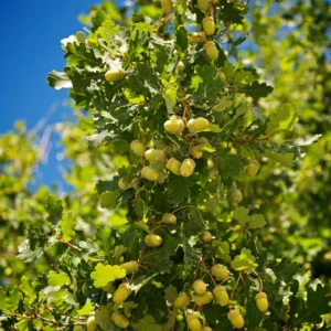 Live Oak Tree, Oak Tree From 1 Feet Tall 4 Inches Potted, Oak Shrubs For Planting Outdoors