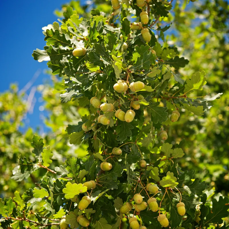 Live Oak Tree, Oak Tree From 1 Feet Tall 4 Inches Potted, Oak Shrubs For Planting Outdoors