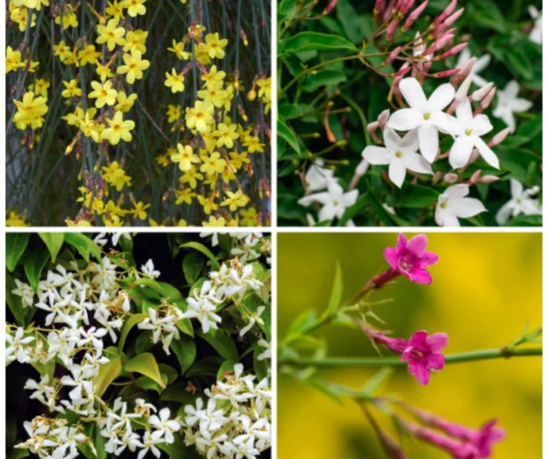Jasmine varieties