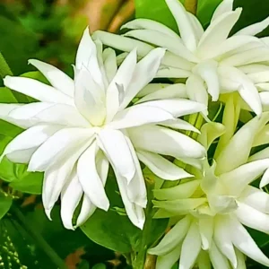 Set 2 Belle of India Jasmine Live Plants, 3-5 Inches Tall, Fragrant Blooms, Jasmine Tea Sambac Plant, Landscaping Plant Fragrant Low-Maintenance, No Pot