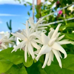 Set 2 Belle of India Jasmine Live Plants, 3-5 Inches Tall, Fragrant Blooms, Jasmine Tea Sambac Plant, Landscaping Plant Fragrant Low-Maintenance, No Pot