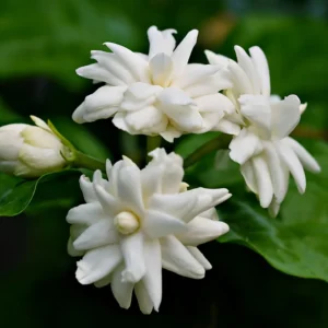 Set 2 Belle of India Jasmine Live Plants, 3-5 Inches Tall, Fragrant Blooms, Jasmine Tea Sambac Plant, Landscaping Plant Fragrant Low-Maintenance, No Pot