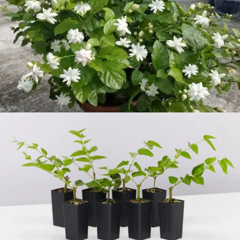 Set 2 Belle of India Jasmine Live Plants, 3-5 Inches Tall, Fragrant Blooms, Jasmine Tea Sambac Plant, Landscaping Plant Fragrant Low-Maintenance, No Pot