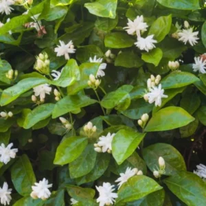 Set 2 Belle of India Jasmine Live Plants, 3-5 Inches Tall, Fragrant Blooms, Jasmine Tea Sambac Plant, Landscaping Plant Fragrant Low-Maintenance, No Pot