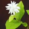 Set 3 Belle of India Jasmine Plants, Jasmine Plant for Indoor and Outdoor, 3-5 Inch, Jasmine Sambac Plant, Landscaping Plant Fragrant Low-Maintenance, No Pot