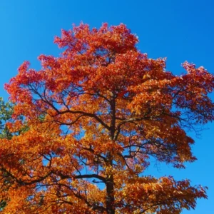 Sassafras Tree Live Plant Sapling Seedlings, Live Sassafras Tree for Planting, 6-8 Inches Tall in 4 Inch Pot, Red Leaf in Fall, Outdoor Planting