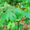 Seedlings Sassafras Tree Live Plant Sapling, Live Sassafras Tree for Planting, 6-8 Inches Tall in 4 Inch Pot, Well Rooted Tree Potted Sassafras