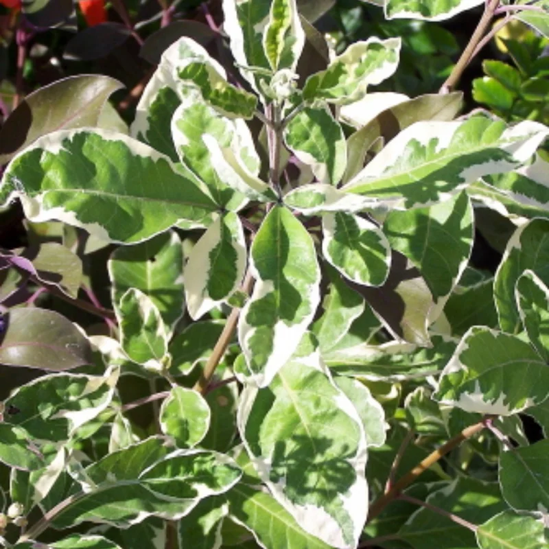 1 Ft Chaste Trees Live Plant, Vitex Agnus Castus Tree for Planting, Texas Lilac Live Lilac Bush Plants, Blue Purple Flower