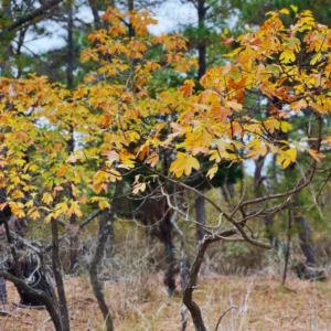 Sassafras Tree Live Plant, 1-2 Ft Tall, Sassafras Seedling Sapling Tree, 1 Year Old Tree, No Pot, Dormant in Winter, No leaf, Sassafras for Outdoor Landscapes