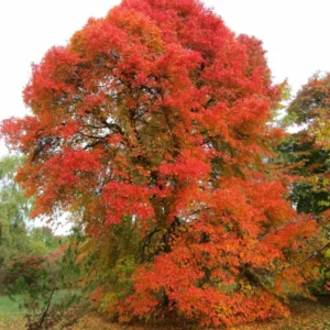 Sassafras Tree Live Plant, 1-2 Ft Tall, Sassafras Seedling Sapling Tree, 1 Year Old Tree, No Pot, Dormant in Winter, No leaf, Sassafras for Outdoor Landscapes