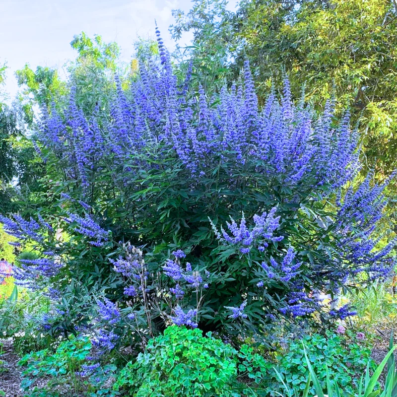 Chaste Trees Live Plant Potted, 12 to 18 Inc Vitex Agnus Castus Tree for Planting, Texas Lilac Live Lilac Bush Plants, Blue Purple Flower