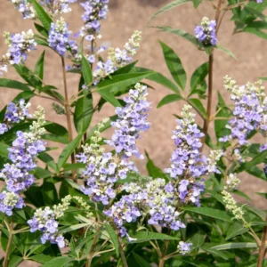 Chaste Trees Live Plant Potted, 12 to 18 Inc Vitex Agnus Castus Tree for Planting, Texas Lilac Live Lilac Bush Plants, Blue Purple Flower