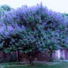 Texas Lilac Chaste Trees Live Plant Potted, 12 to 18 Inc , Blue Purple Tree Vitex Agnus Castus Tree for Planting, Live Lilac Bush Plants
