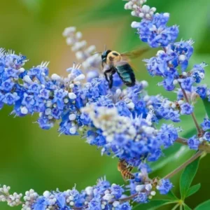 Set 2 Purple Chaste Trees Live Plant, Live Blue Vitex Agnus Castus Tree for Planting, Texas Lilac, Live Lilac Bush Plants, 6-12 Inc Tall