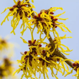 American Witch Hazel Plant in Quart Pot, 8" to 1 Feet Tall, Established Tree, Dormant in Winter, Witch Hazel Shrubs Tree for Planting