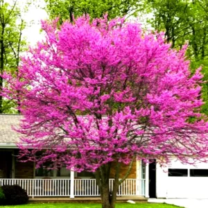 Set of 5 Eastern Redbud Trees, Live Redbud Plant Bare Root Dormant, 1-2 Ft Tall Purple Pink Redbud Live Plant, No Leaf in Winter, Landscaping Redbud Tree