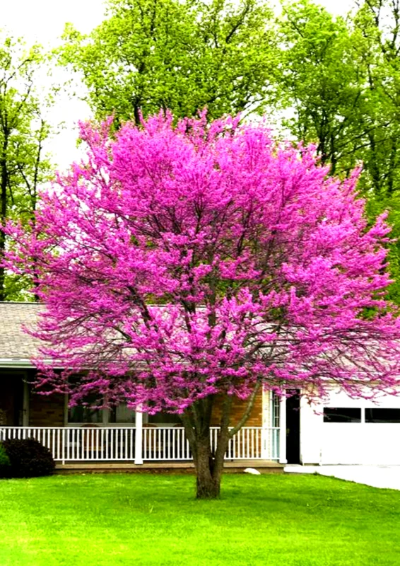 Set of 5 Eastern Redbud Trees, Live Redbud Plant Bare Root Dormant, 1-2 Ft Tall Purple Pink Redbud Live Plant, No Leaf in Winter, Landscaping Redbud Tree