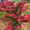 Pack 5 Redbud Trees Live Plant, Purple Eastern Redbud Plants, 1 Year Old Well Rooted Bare Root Dormant, Pink Redbud Live Plant, No Leaf in Winter, Ornamental Redbud Trees