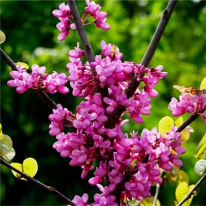 Set of 5 Eastern Redbud Trees, Live Redbud Plant Bare Root Dormant, 1-2 Ft Tall Purple Pink Redbud Live Plant, No Leaf in Winter, Landscaping Redbud Tree