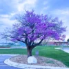 Set of 10 Eastern Redbud Trees, Live Redbud Plant Bare Root Dormant, 1-2 Ft Tall Purple Pink Redbud Live Plant, No Leaf in Winter, Landscaping Redbud Tree