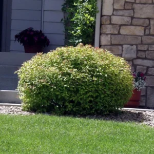 Set 2 Gold Flame Spirea Shrubs Live Plants Trees, Spirea Bush in Quart, Hardy Shrub for Borders, Flowering Shrub Spirea for Outdoor Planting