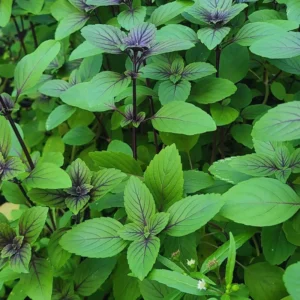African Blue Basil Plants Live, 3 Live Plants, Basil Live Plant, Size Plant 4 to 6 Inches Tall