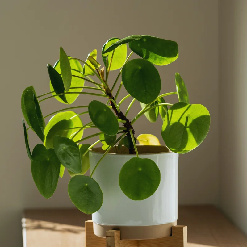 Peperomia Pilea Plants Live, 2 Plants, Live Money Tree Plants, Peperomia Pilea Live Plant, No Pot