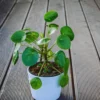 Peperomia Pilea Plants Live, 2 Plants, Live Money Tree Plants, Peperomia Pilea Live Plant, No Pot