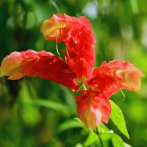 Live Red Shrimp Plants, 2 Plants, Shrimp Plants Live For Garden, 4 to 6 Inches