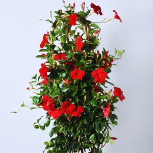 Red Mandevilla Plants Live, Set 2 Plants, Live Mandevilla Flower Plants Gardening, Mandevilla Vine Plant Growing