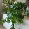 Monstera Adansonii Live Plants, Swiss Cheese Plants Live, 4 to 6 Inches Tall, 2 Plants, Live House Plants Planting