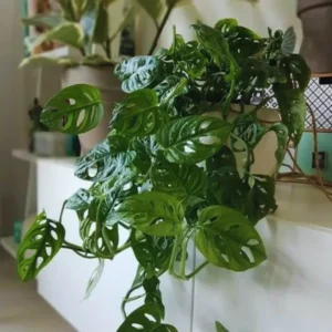 Monstera Adansonii Live Plants, Swiss Cheese Plants Live, 4 to 6 Inches Tall, 2 Plants, Live House Plants Planting