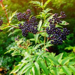 Elderberry Fruit Tree Live Plant – Black Elderberry Tree 8-12 Inches Tall in Pot, Ideal for Gardens and Landscaping