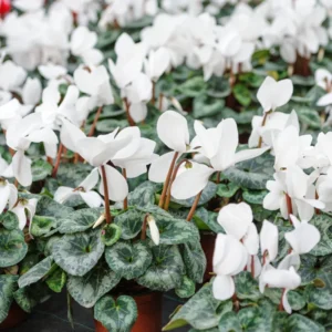 White Cyclamen Plant