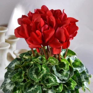 2-Pack Cyclamen Plants Live, Potted Hardy Cyclamen Houseplants with Bright Flowers for Indoor Decoration