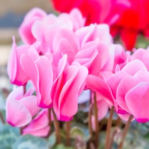 2-Pack Cyclamen Plants Live, Potted Hardy Cyclamen Houseplants with Bright Flowers for Indoor Decoration