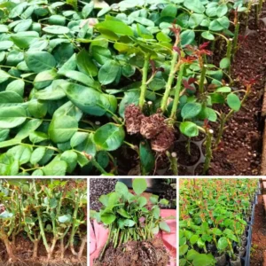 Rose Bush Live Plant - Rose Plant Live - Bareroot with Soil 5-10 Inch Tall - Fragrant Rose Flowers Hybrid Tea Rose