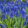 50 Muscari Bulbs, Grape Hyacinth Bulbs For Fall To Spring Planting, Blue Grape Hyacinth Bulbs, Garden Flower Plants