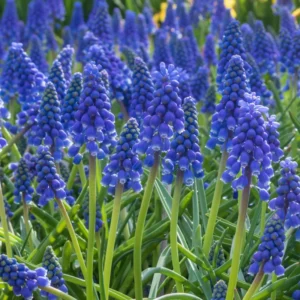 50 Muscari Bulbs, Grape Hyacinth Bulbs For Fall To Spring Planting, Blue Grape Hyacinth Bulbs, Garden Flower Plants