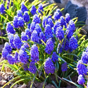 Grape Hyacinth Bulbs - 100 Muscari Bulbs, Blue Grape Hyacinth Flower Bulbs Bulk, Muscari Grape Hyacinth Bulbs For Fall To Spring Growing