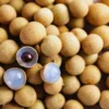 Longan Seeds For Planting Indoor, 40 Seeds, Sweet Fruit Seeds, 40 Seeds