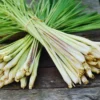 300 Lemongrass Seeds, Lemon Grass Plant Seeds For Gardening Indoor Outdoor