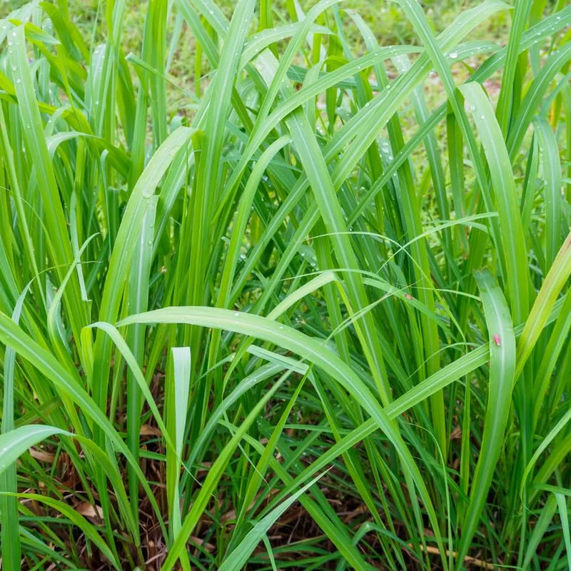 Lemongrass Seeds, 150 Seeds, Lemon Grass Plant Seeds For Planting Indoor Outdoor