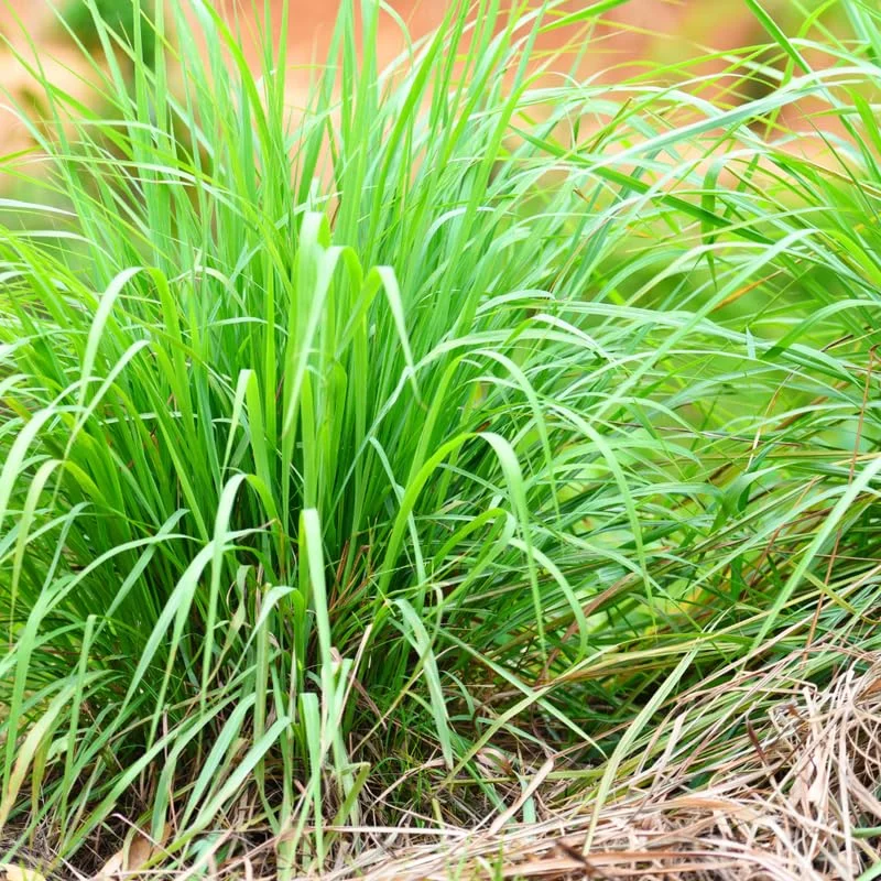 Lemongrass Seeds, 150 Seeds, Lemon Grass Plant Seeds For Planting Indoor Outdoor