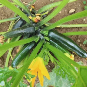 75 Green Squash Seeds, Zucchini Seeds, Squash Vegetable Seeds For Planting