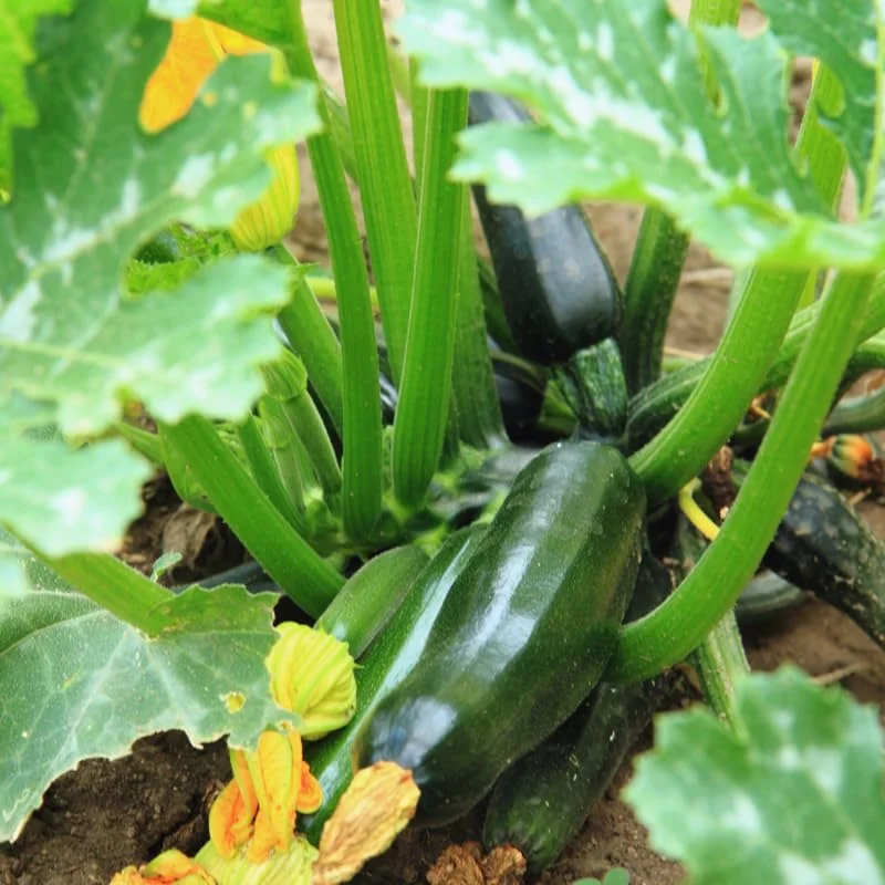 Green Squash Seeds, Grey Zucchini Seeds, Squash Vegetable Seeds For Planting, 100 Seeds